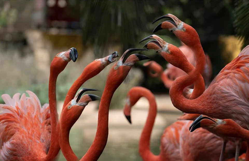 Group of flamingos with curved necks and open beaks, surrounded by blurry green vegetation.