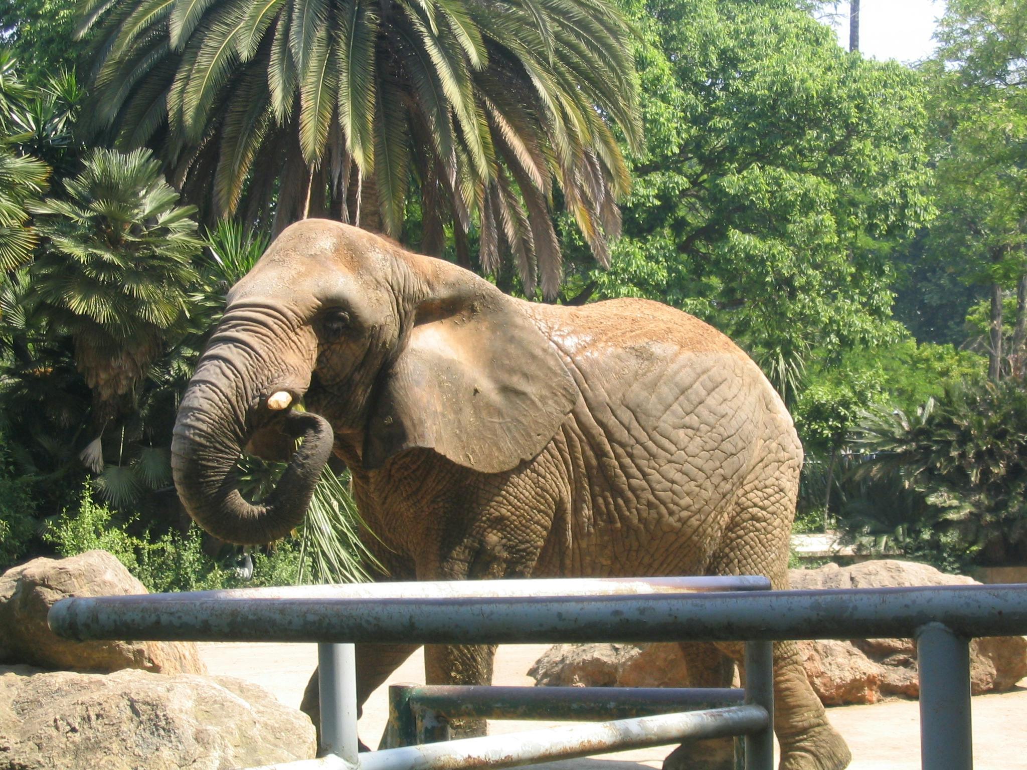 Un éléphant debout dans un enclos à barreaux métalliques, entouré de verdure et de palmiers.