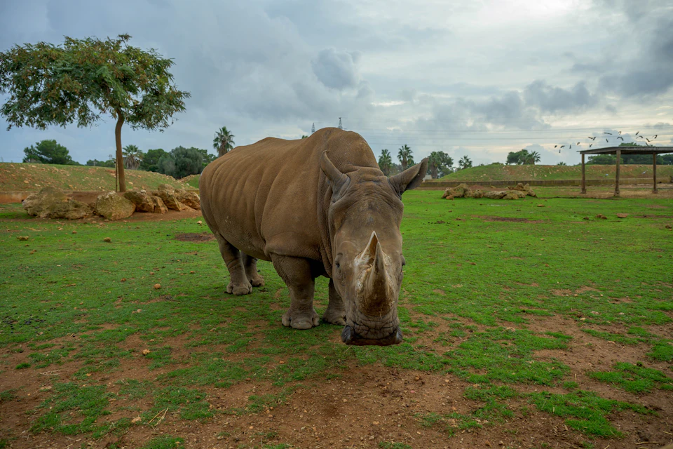A rhinoceros standing on grassy terrain with scattered trees and a cloudy sky in the background.