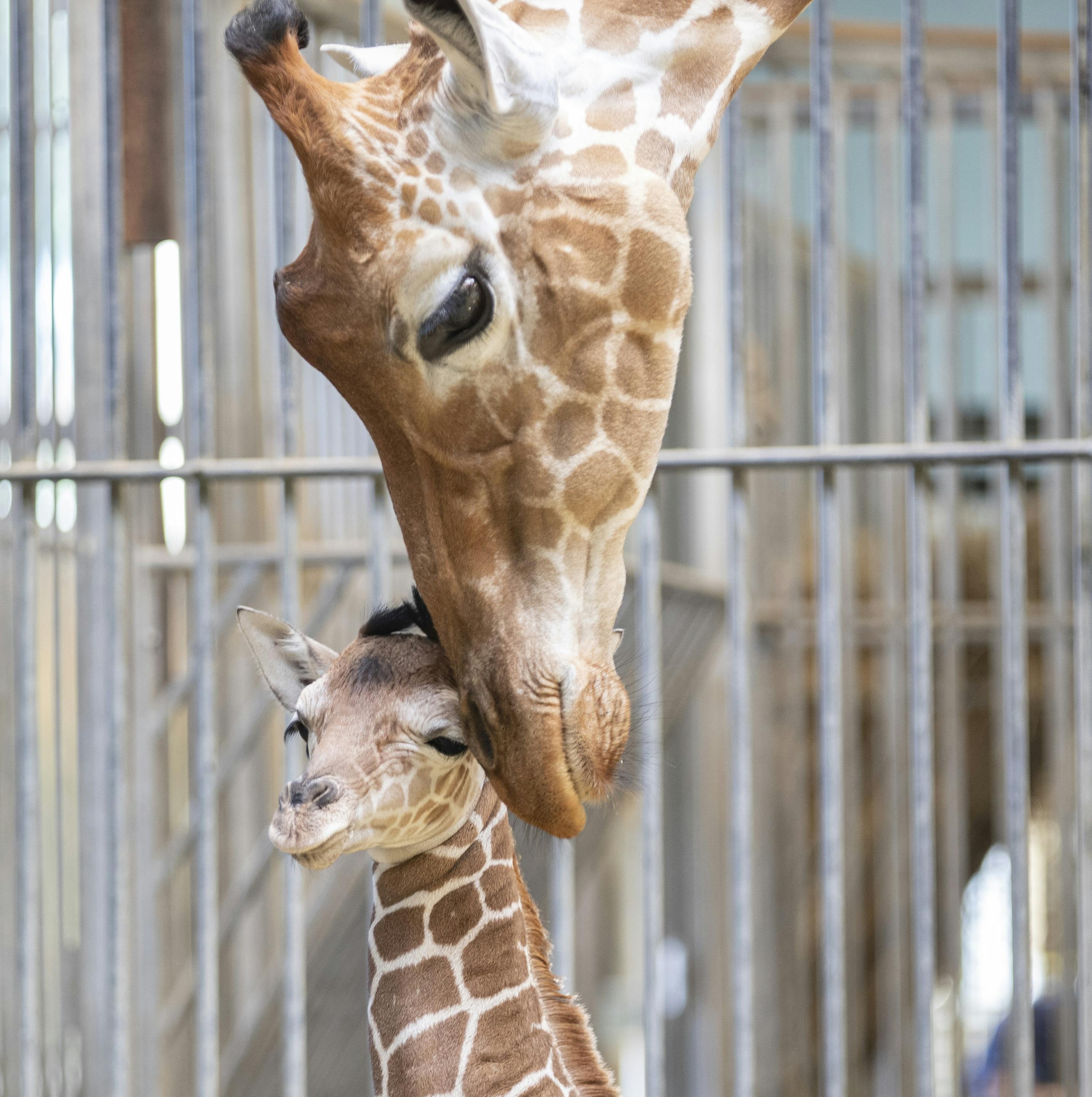 Adult giraffe nuzzling with a baby giraffe inside an enclosure.