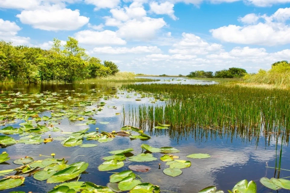The Florida Everglades