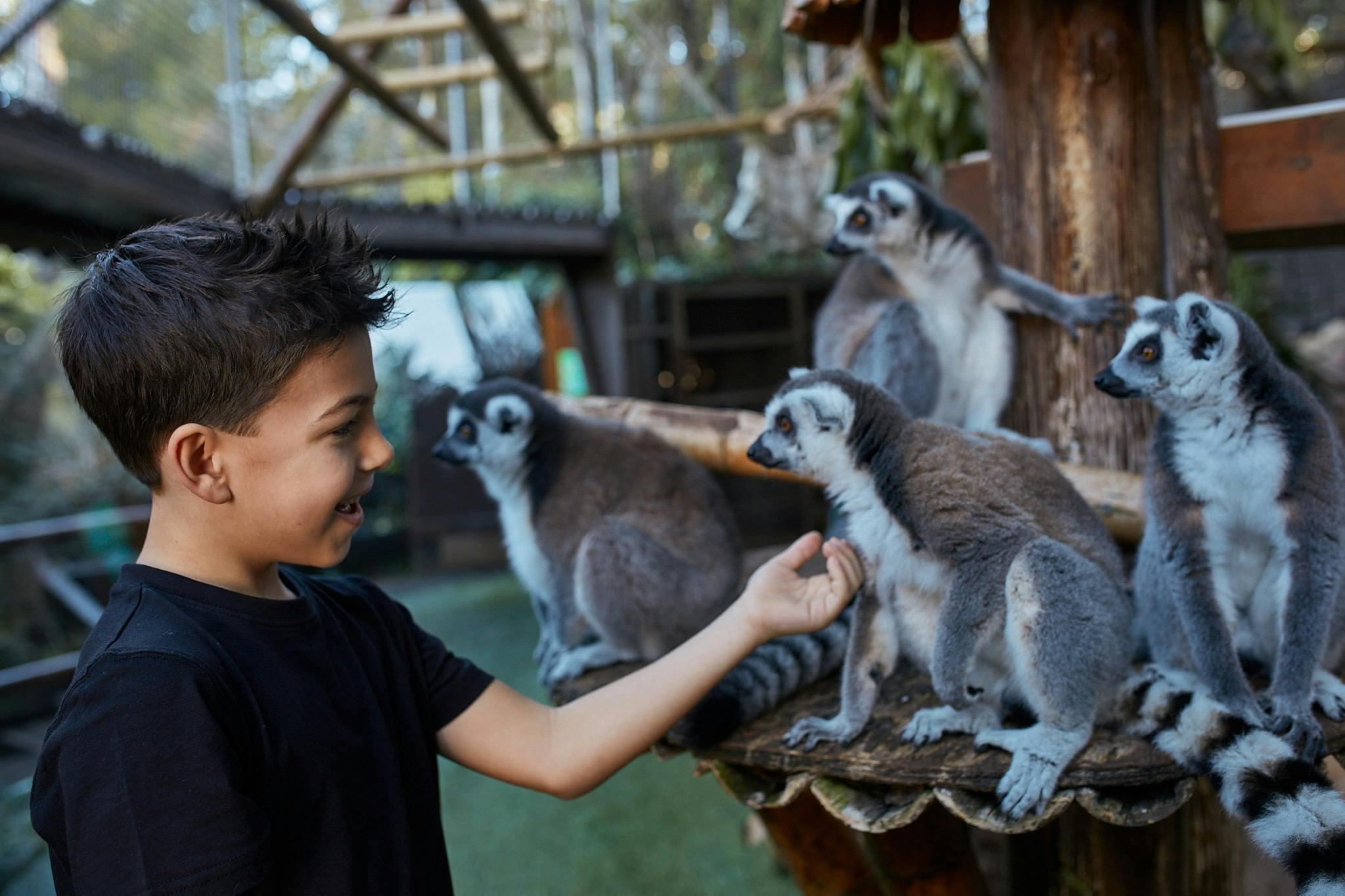 Un ragazzino sorride mentre accarezza delicatamente la zampa di un lemure. Altri lemuri sono appollaiati lì vicino in un vivace habitat all’aperto.