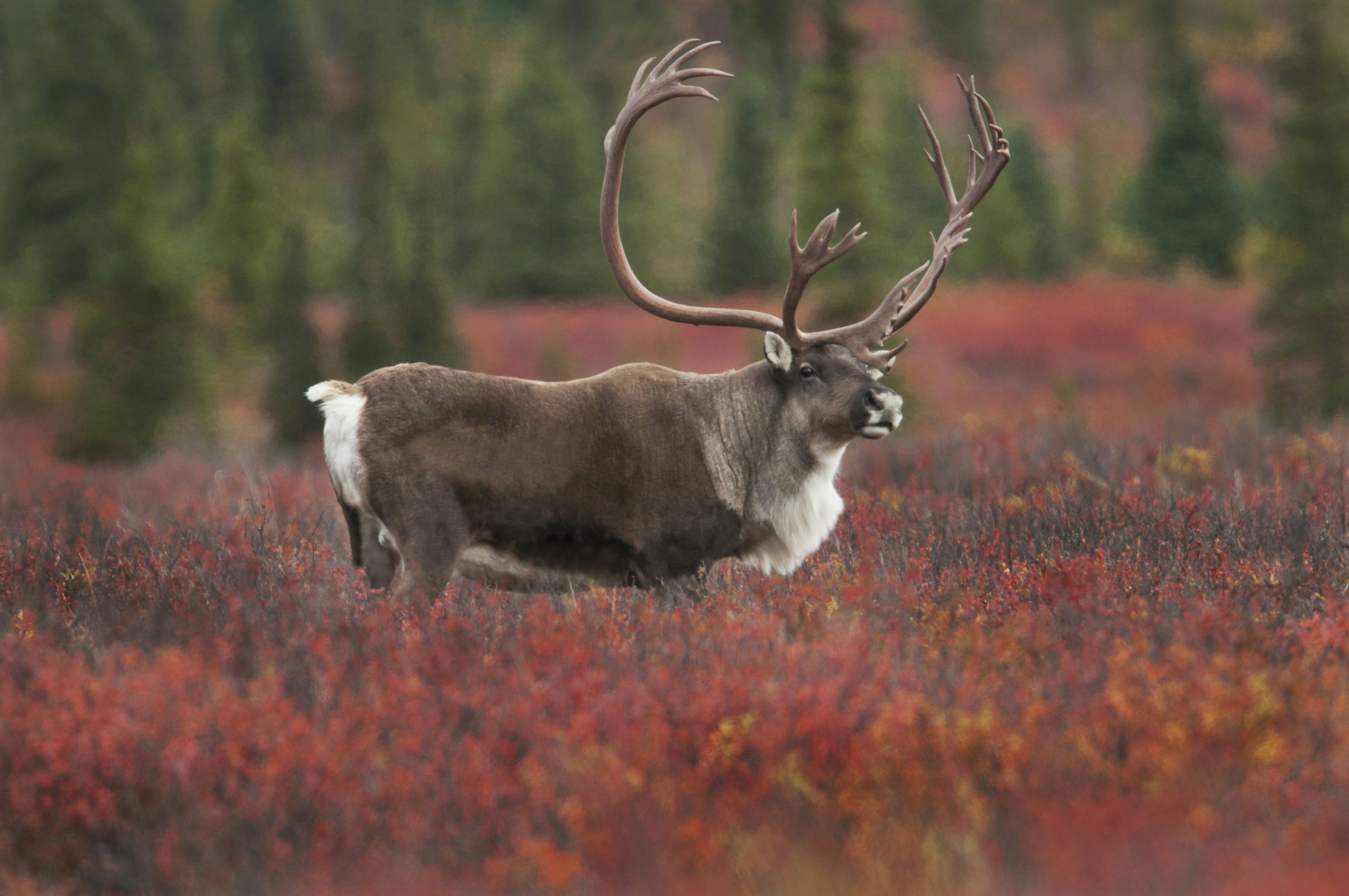 Biglietti Parco nazionale di Denali | Healy