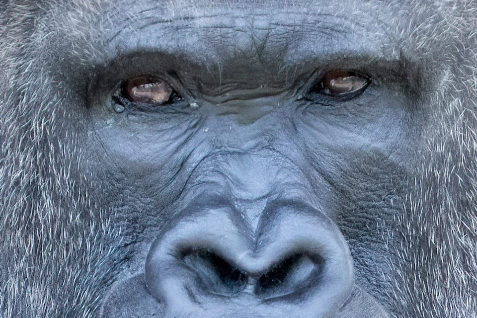 A close-up of a gorilla with a calm expression, sitting against a natural background of trees and rocks.