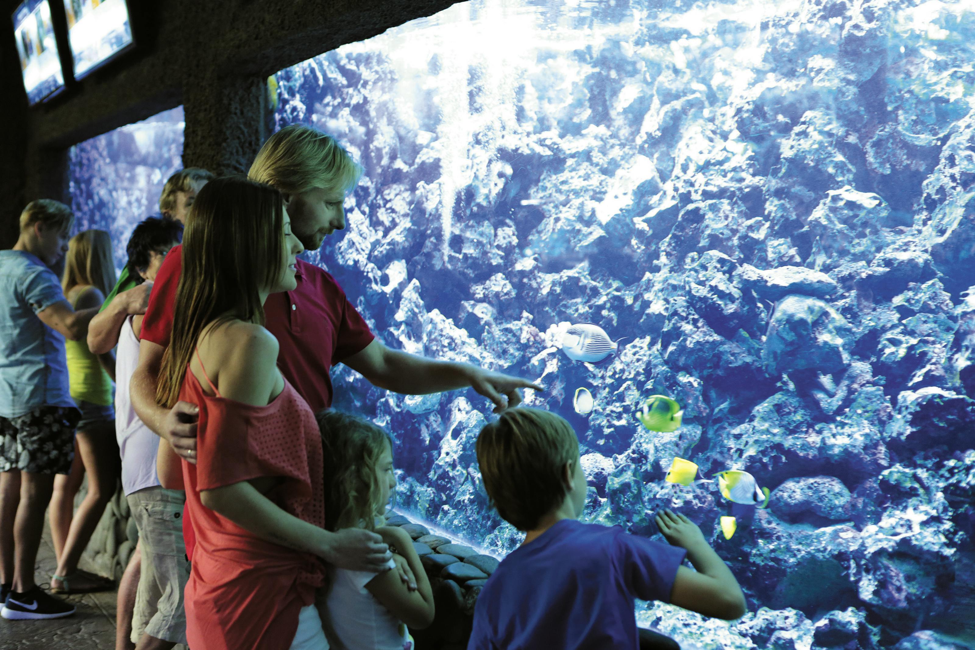 一个四口之家在一个大型水族馆里观察五颜六色的鱼，父亲指着海洋生物。