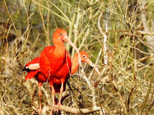 カニャダデロスパハロス鳥類保護区(即日発券)