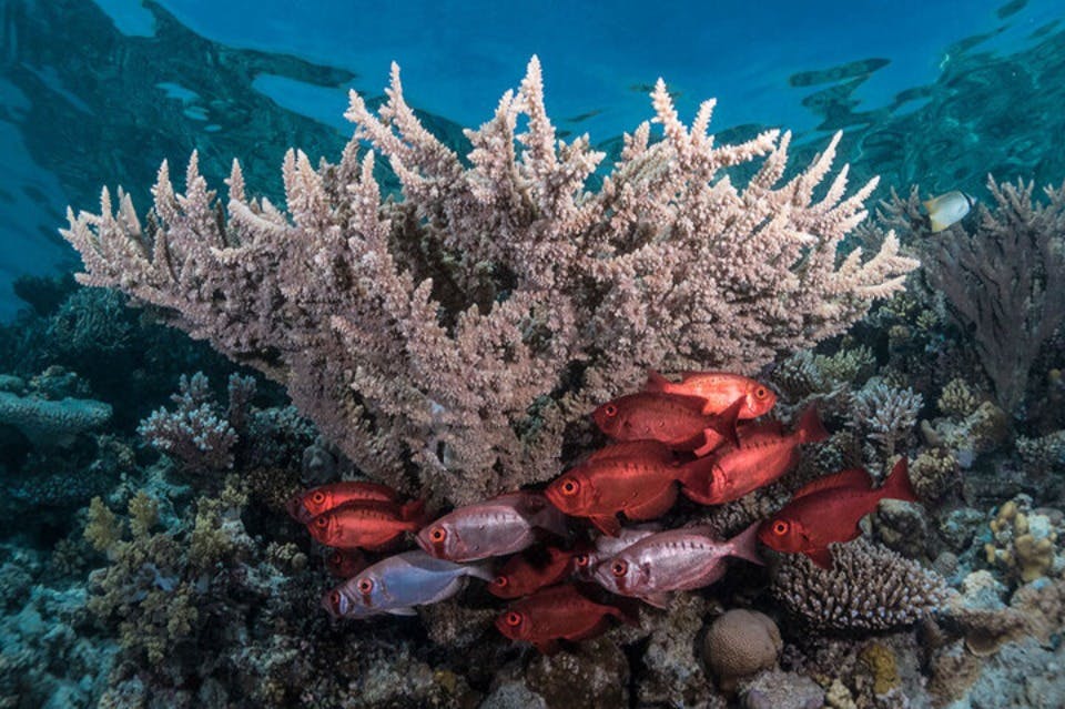 Fish under coral in the Red Sea, Marsa Alam.