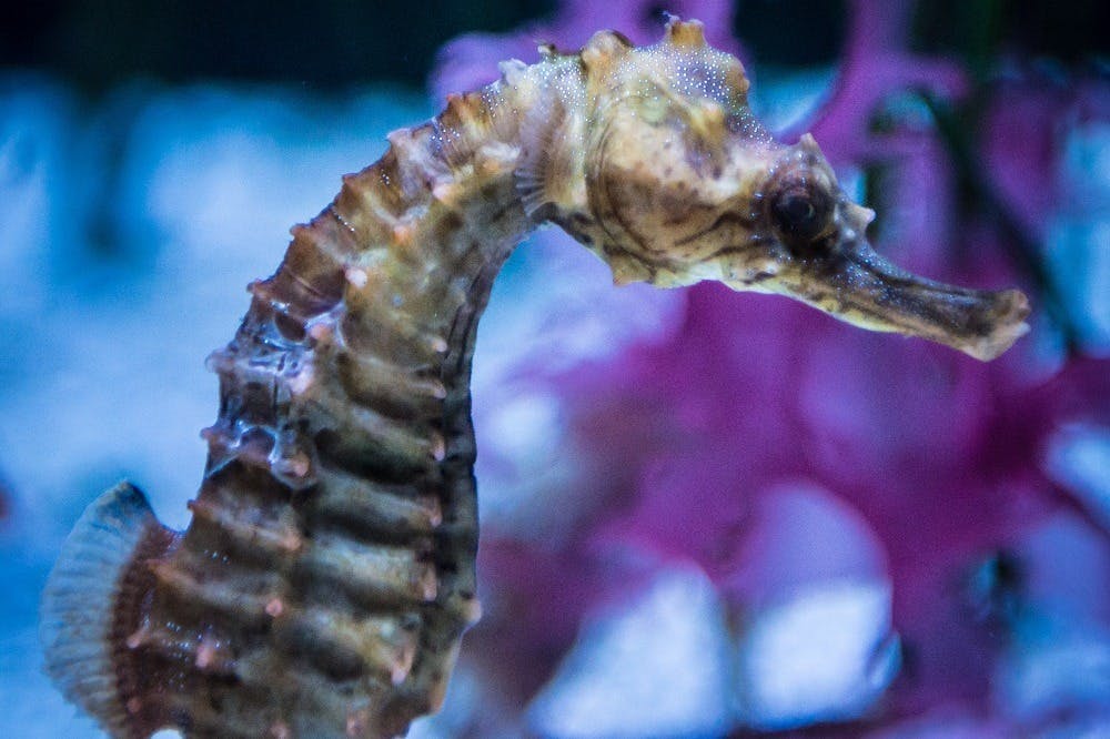 Seattle Aquarium Tickets | Tiqets