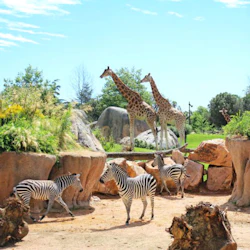 Zebror och giraffer i en stenig djurpark med träd och grönska under en klarblå himmel.
