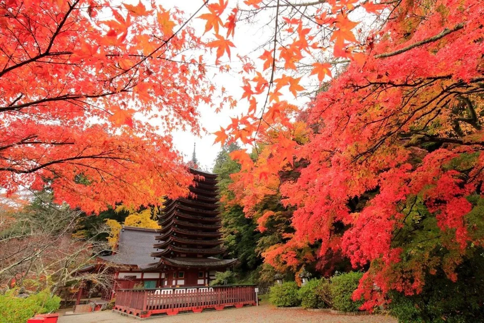 A pagoda surrounded by vibrant red and orange autumn foliage, with branches extending across the top of the image.