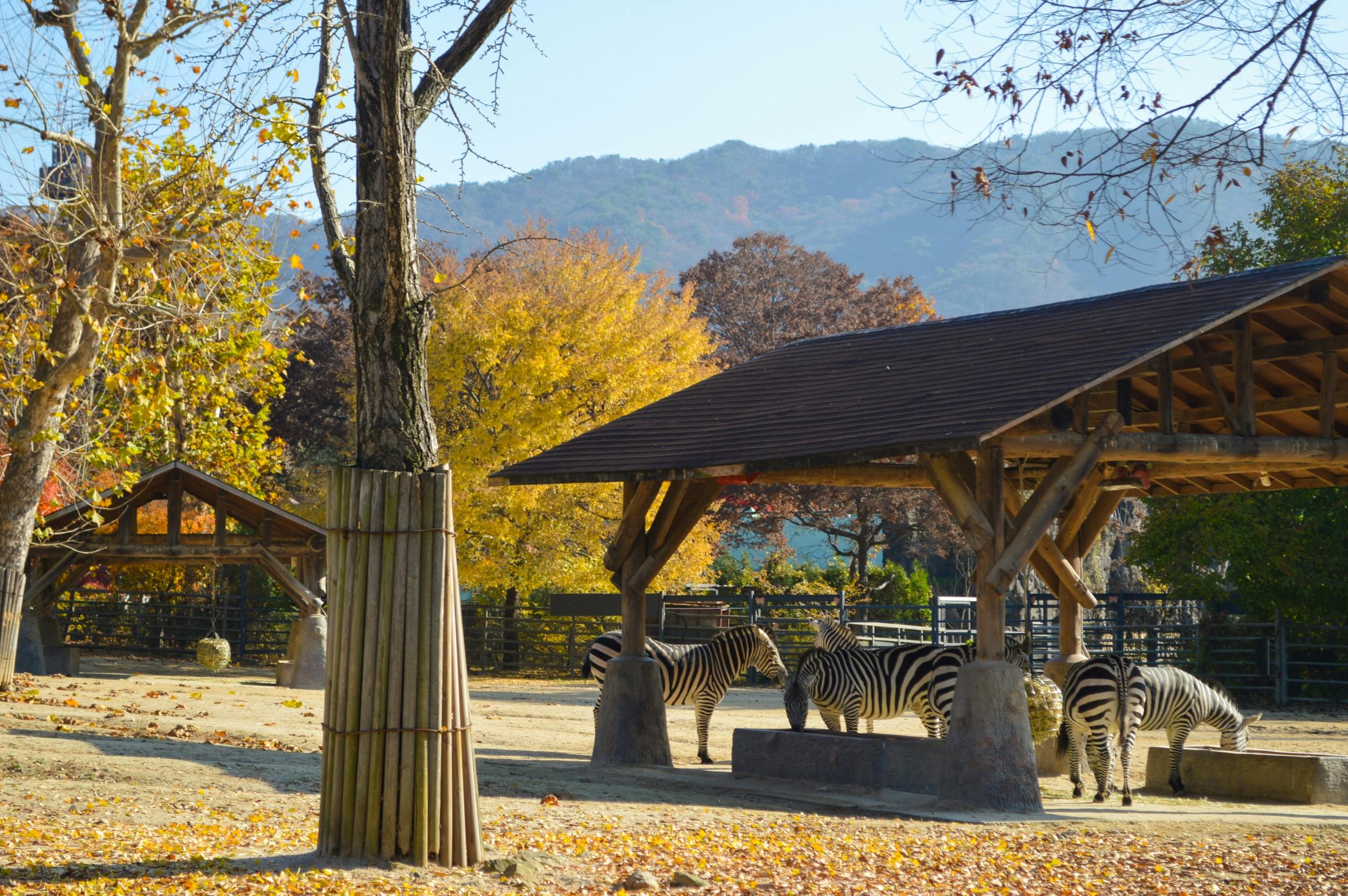 A group of zebras standing under a wooden shelter in an outdoor area with trees and mountains in the background.