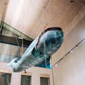 La baleine blanche Musée de Vienne