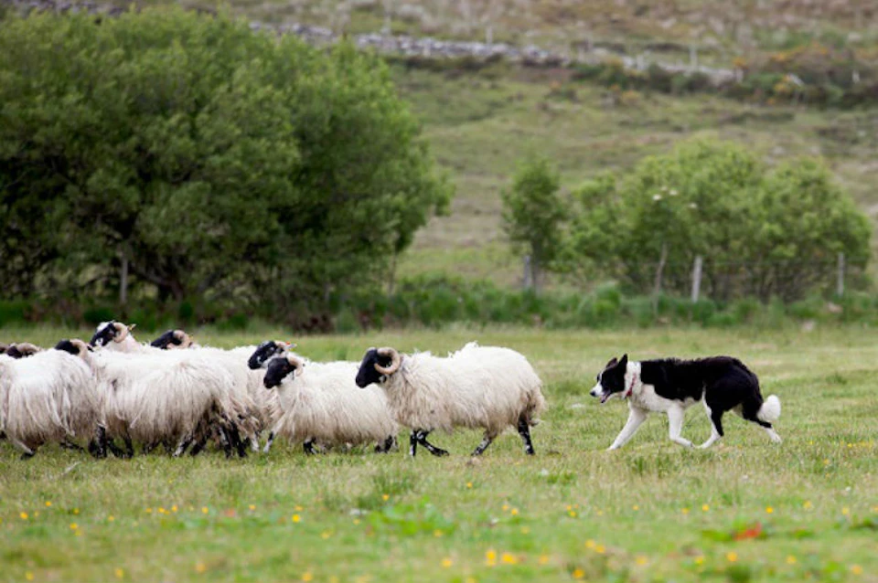 Sheepdog