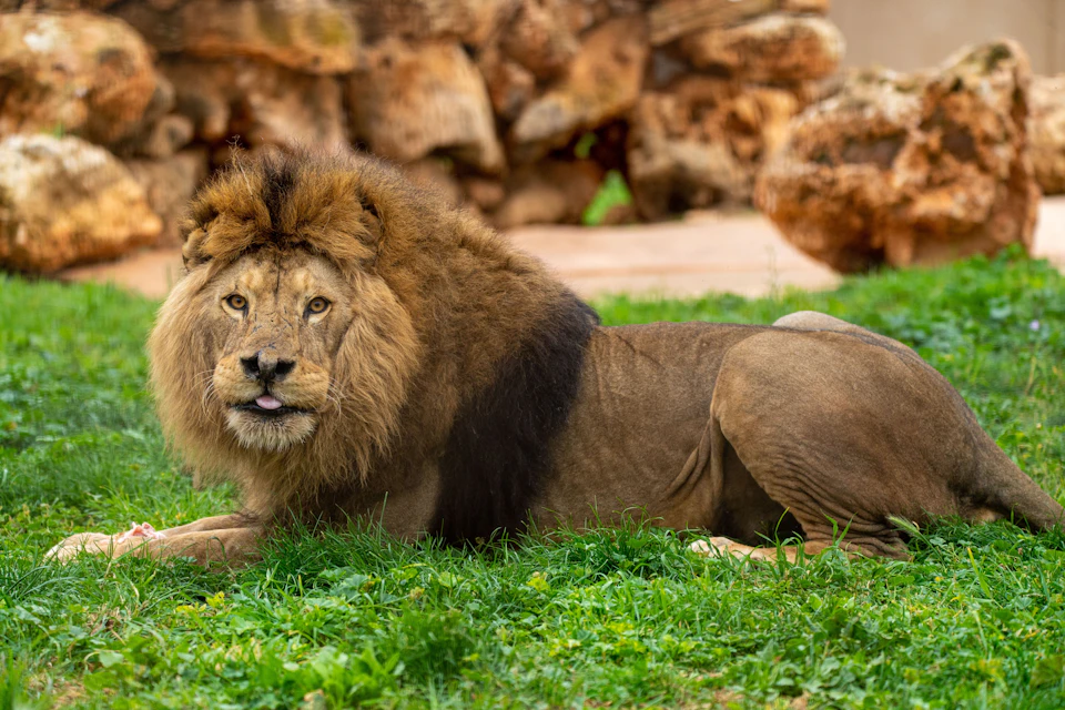 A lion lying on green grass, looking directly at the viewer, with a rocky background.