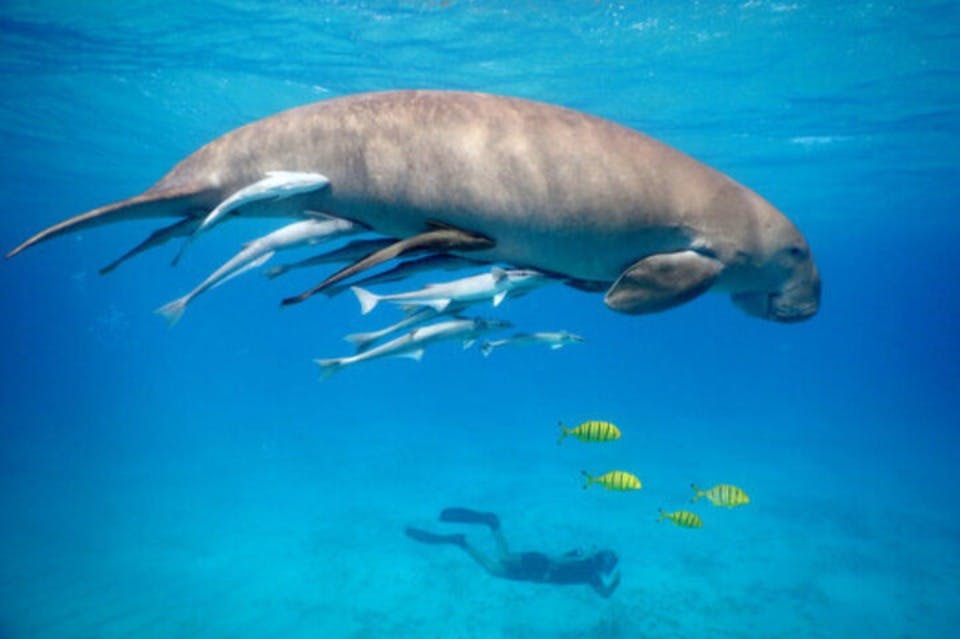 Dugong-Marsa Alam-Red Sea-Egypt