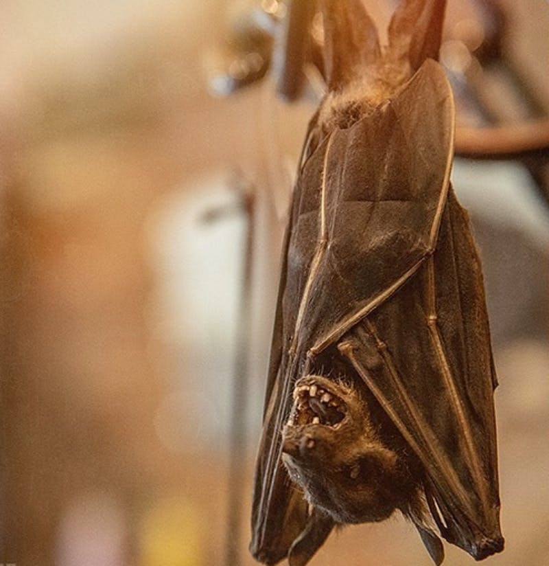 A bat hangs upside down with its wings wrapped around its body, mouth open, against a blurred background.