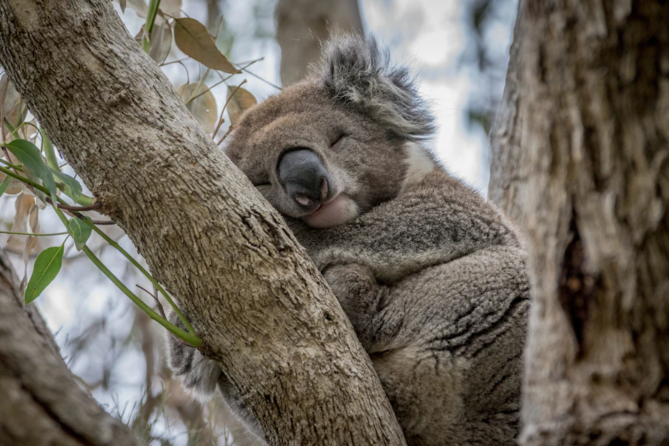 Koalas in the wild