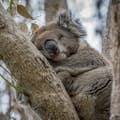 Koalas na natureza