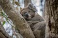 Koala's in het wild