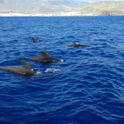 Los Cristianos: Guided Yacht Cruise + Whale Watching + Lunch - Photo 10