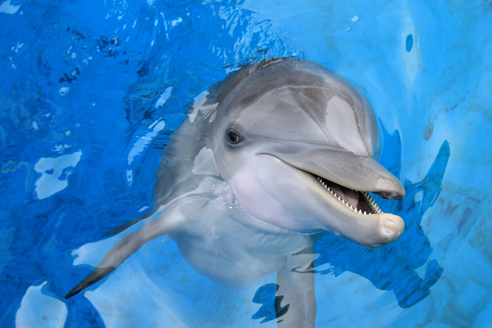 A dolphin with an open mouth, swimming in clear blue water.