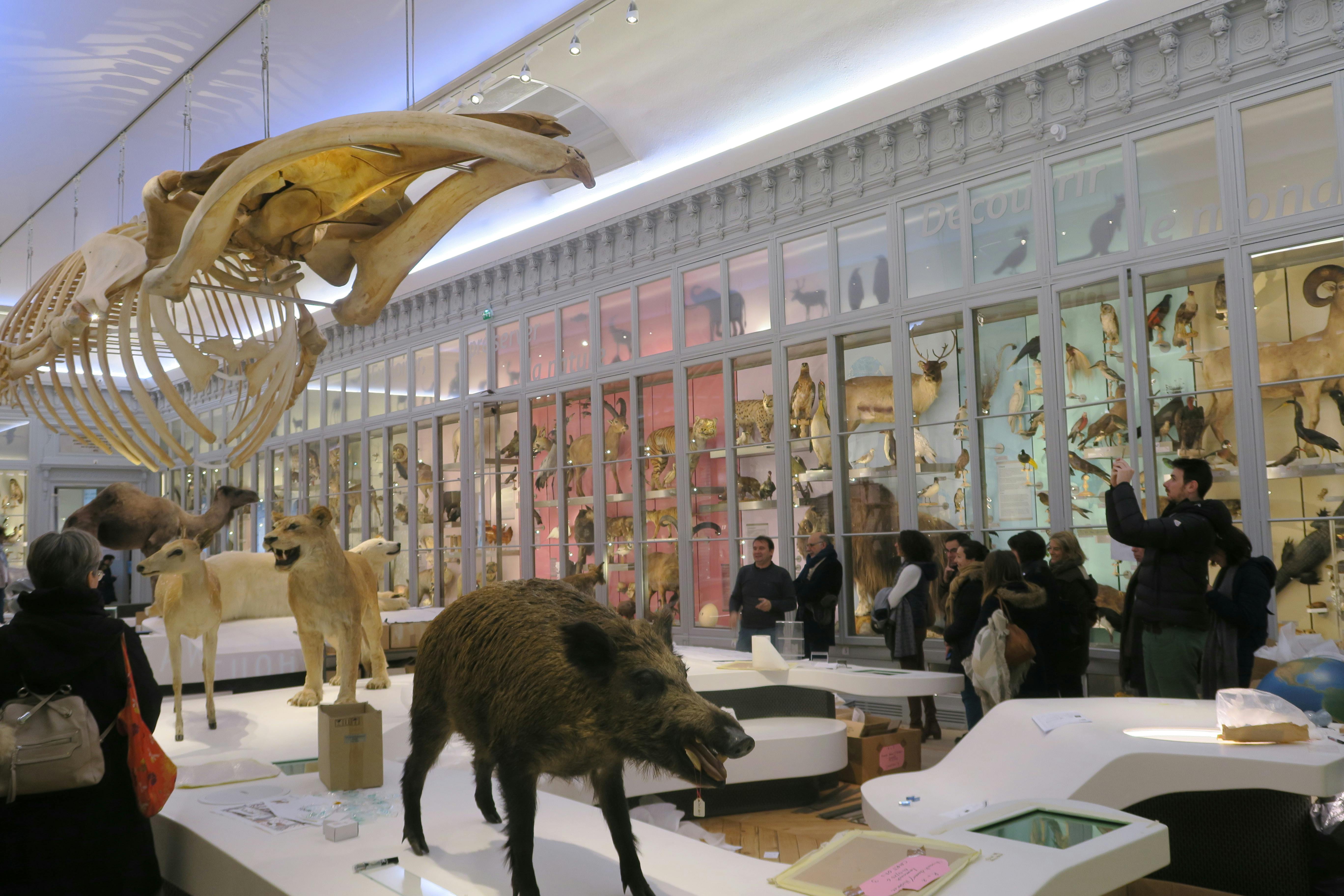 People observing animal displays inside a natural history museum, with a wild boar model in the foreground.