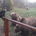 Медведи с посетителями