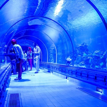 Hurghada Grand Aquarium Giriş Bileti + Gidiş-Dönüş Transfer