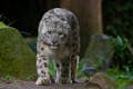 Λεοπάρδαλη του χιονιού στον ζωολογικό κήπο του Αμνεβίλ
