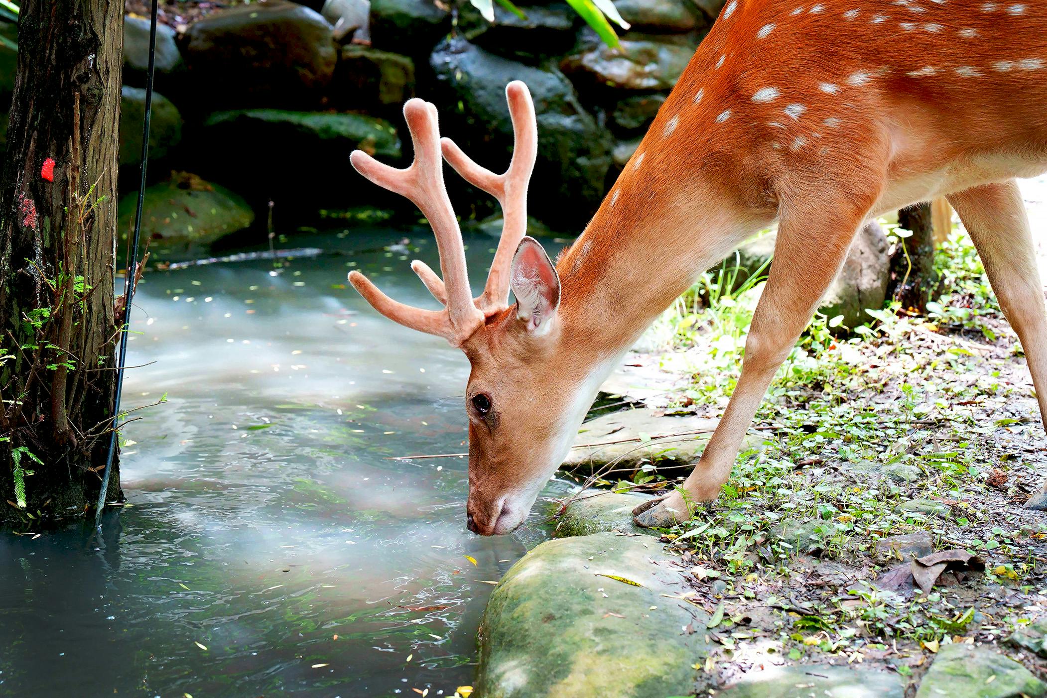 A deer with antlers drinking from a pond surrounded by rocks and grass.