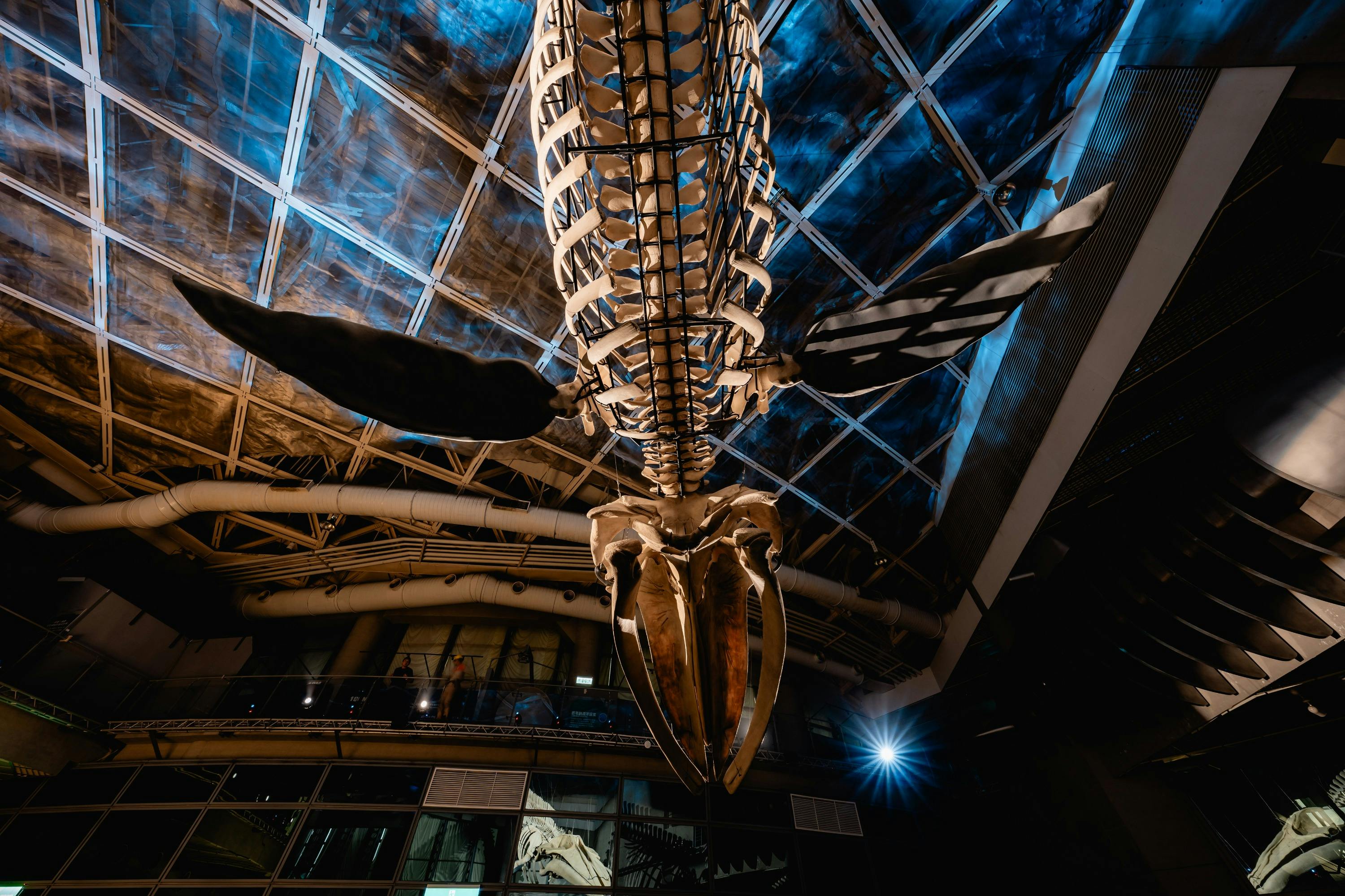A large whale skeleton hanging from the ceiling in a museum-like setting with blue lighting and architectural details.
