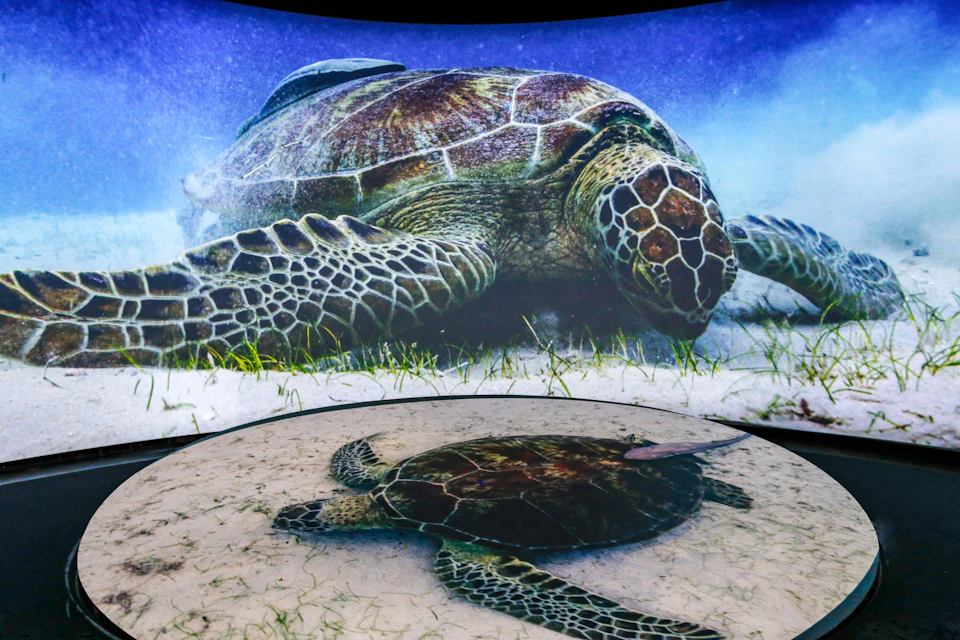 A large sea turtle shown in two different views, underwater and on a surrounding display screen with aquatic plants.