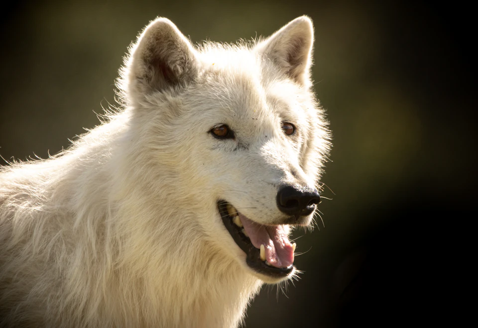 Close-up of a white wolf with an open mouth, showing teeth against a blurred dark background.