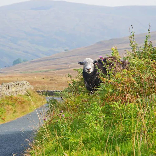The High Adventure from Windermere - Photo 4