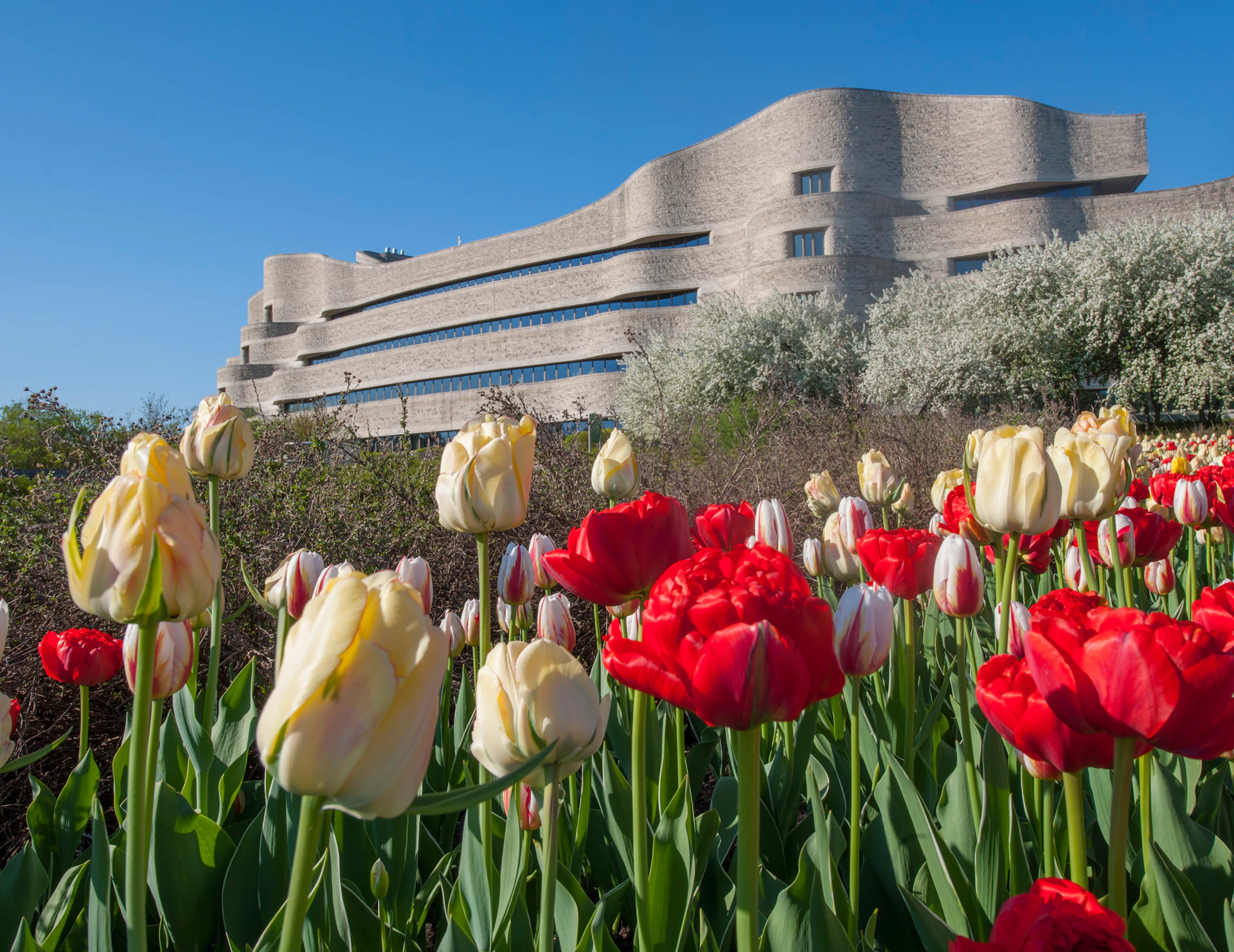 Red and yellow tulips in the foreground with a modern, curved building made of stone and a clear blue sky in the background.