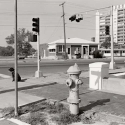 En hund sitter på en trottoar nära en brandpost och ett trafikljus, med byggnader och bilar synliga i bakgrunden.
