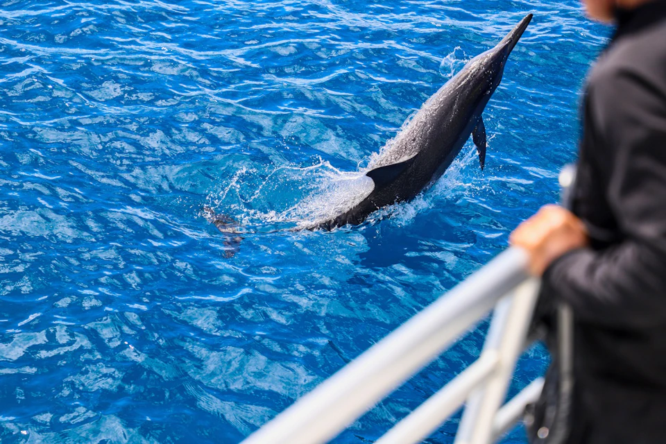 A dolphin leaps out of the ocean next to the railing of a boat, with splashes of water around it.