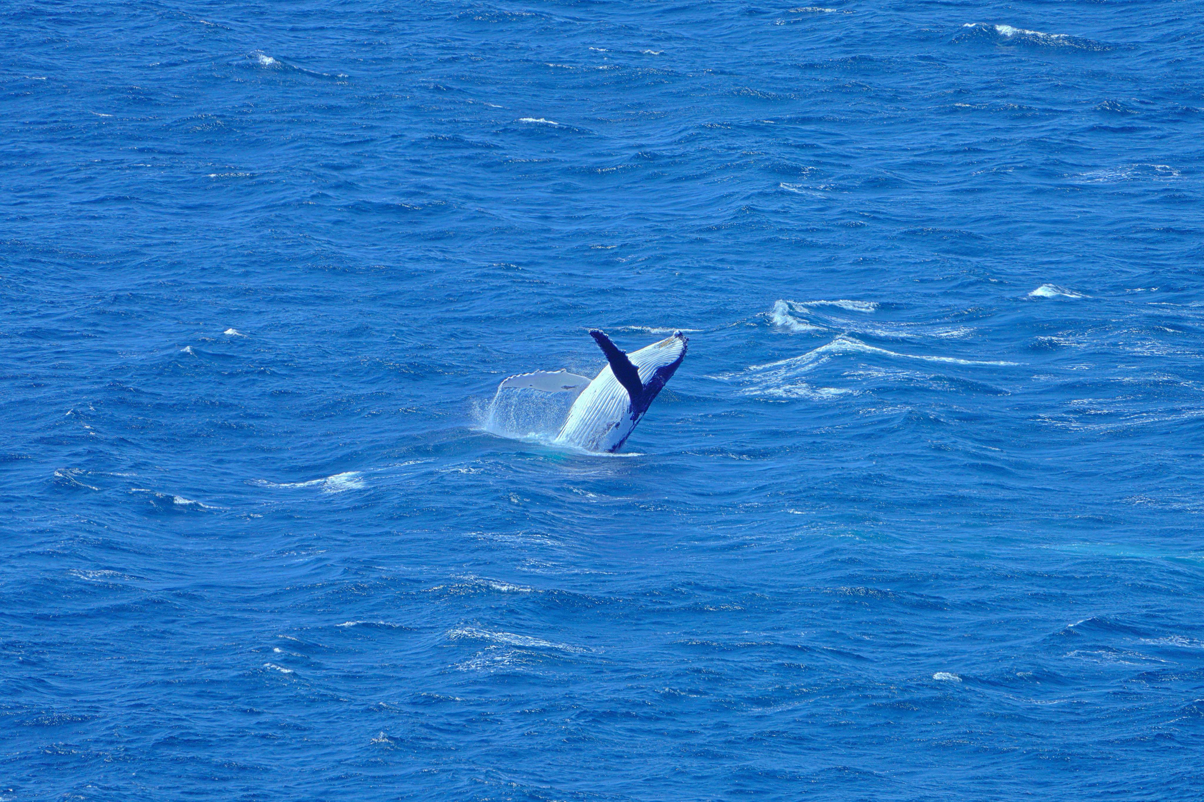 ザトウクジラは、南極大陸への移動中にフレイシネ国立公園周辺の海域を定期的に訪れます