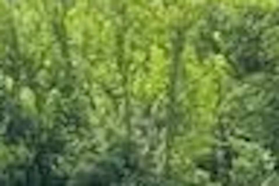 A person wearing a helmet and sunglasses rides a white horse in a vineyard. Another horse is partially visible nearby.