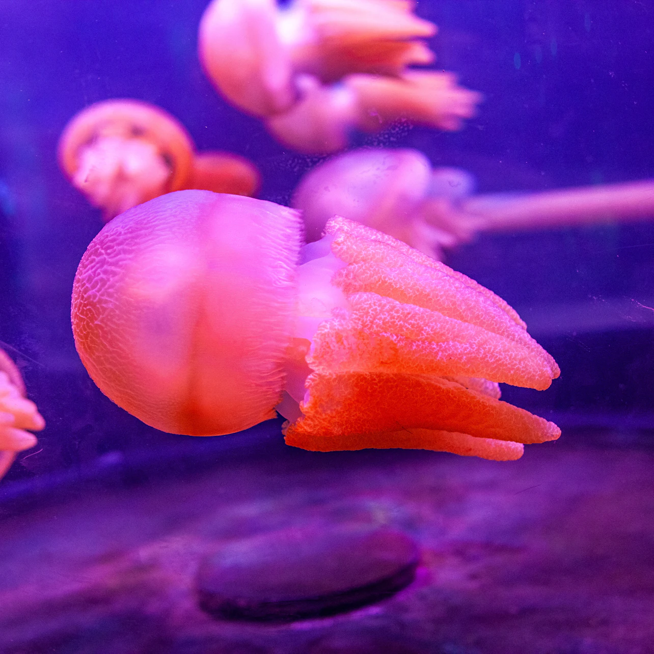 SEA LIFE Sydney Aquarium: Entry Ticket in Sydney β Tiqets