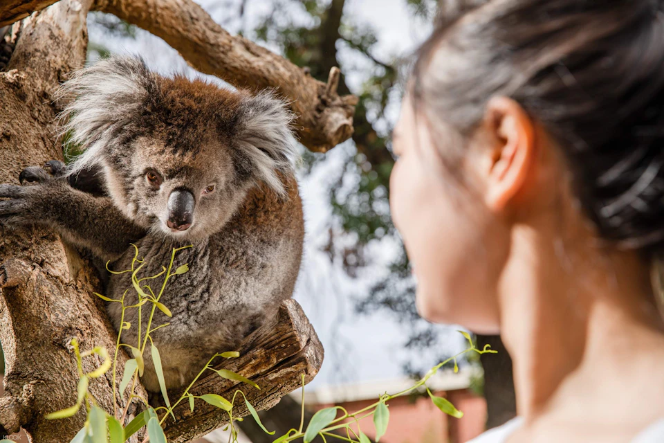 A koala sitting on a tree branch facing a person who is looking at it, with leaves and a blurred background visible.