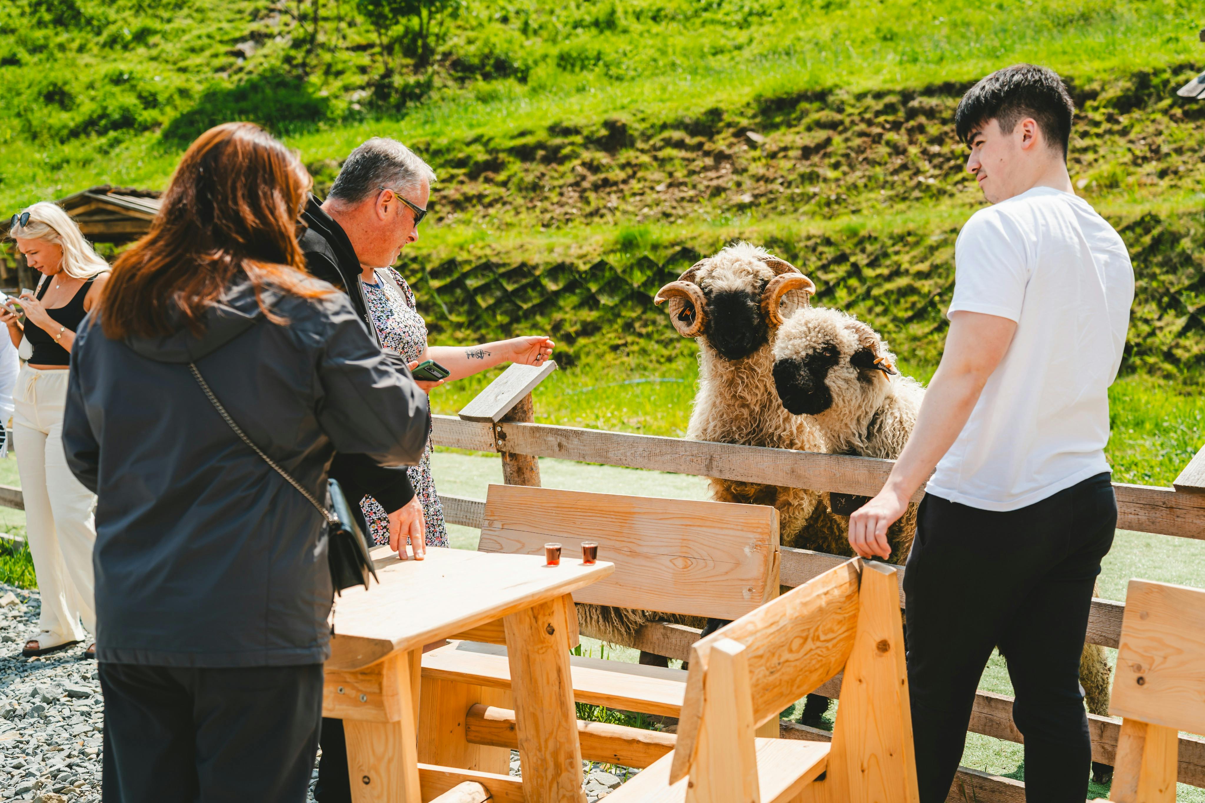 カーリーホーンを持つ2匹の羊が木製のフェンスの後ろにいます。 白い服を着た男性が近くに立っており、左側には女性が屋外の木製家具の近くに立っています。