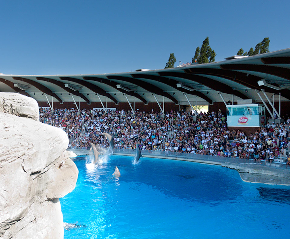 An audience watches dolphins performing jumps in a large blue pool at an outdoor marine park with a covered seating area.