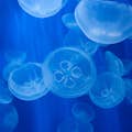 Aquarium - jellyfish