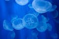 Acuarios - medusas