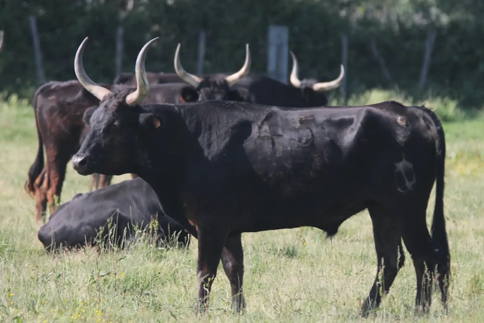 Several black bulls with large horns standing and lying in a grassy field on a sunny day.
