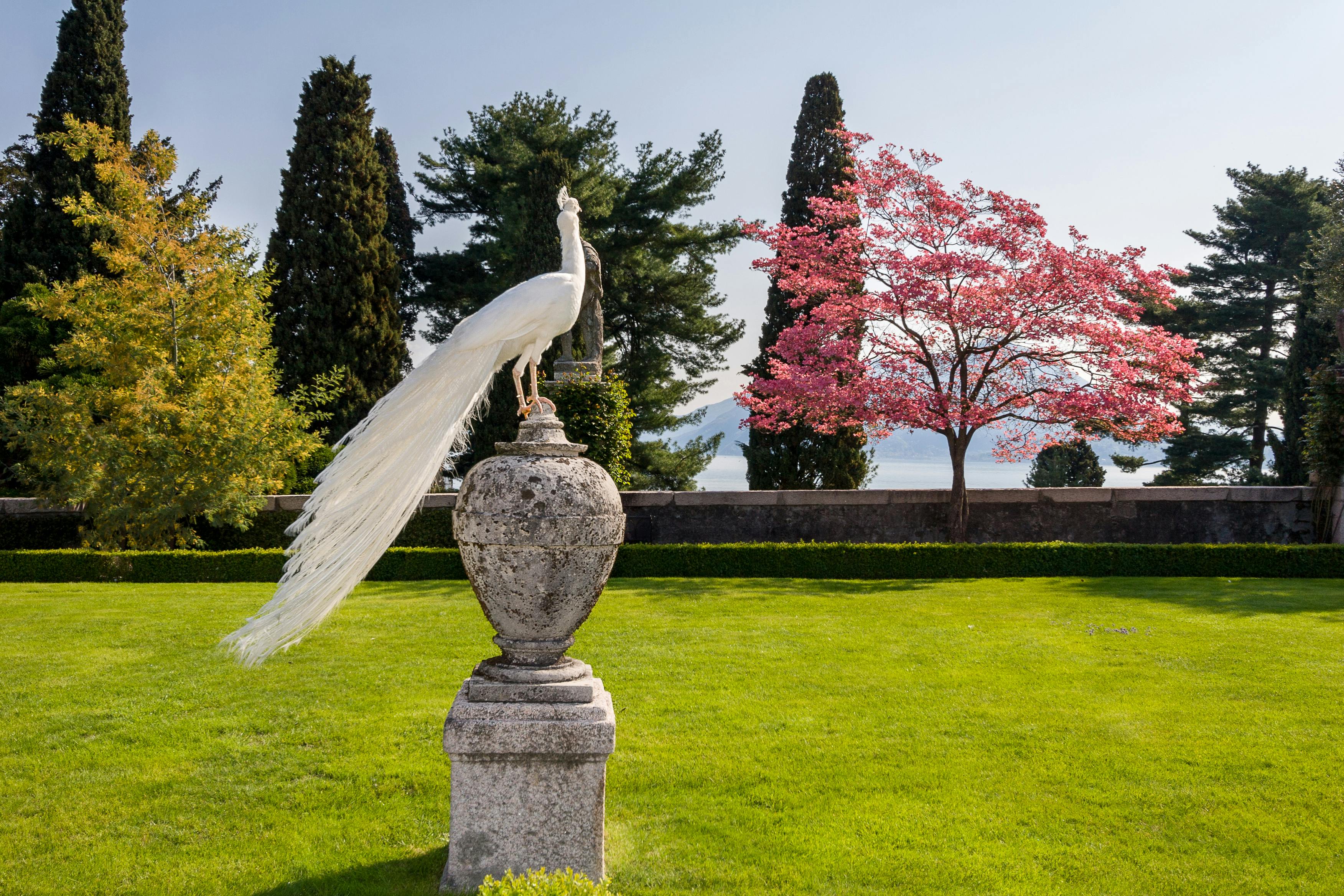 A white peacock with an extended tail stands on a stone vase in a garden with green grass, tall trees, and a blooming pink tree.