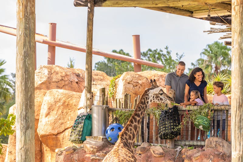 한 가족이 바위와 식물을 배경으로 동물원 인클로저에서 기린을 가까이서 관찰하고 있습니다.