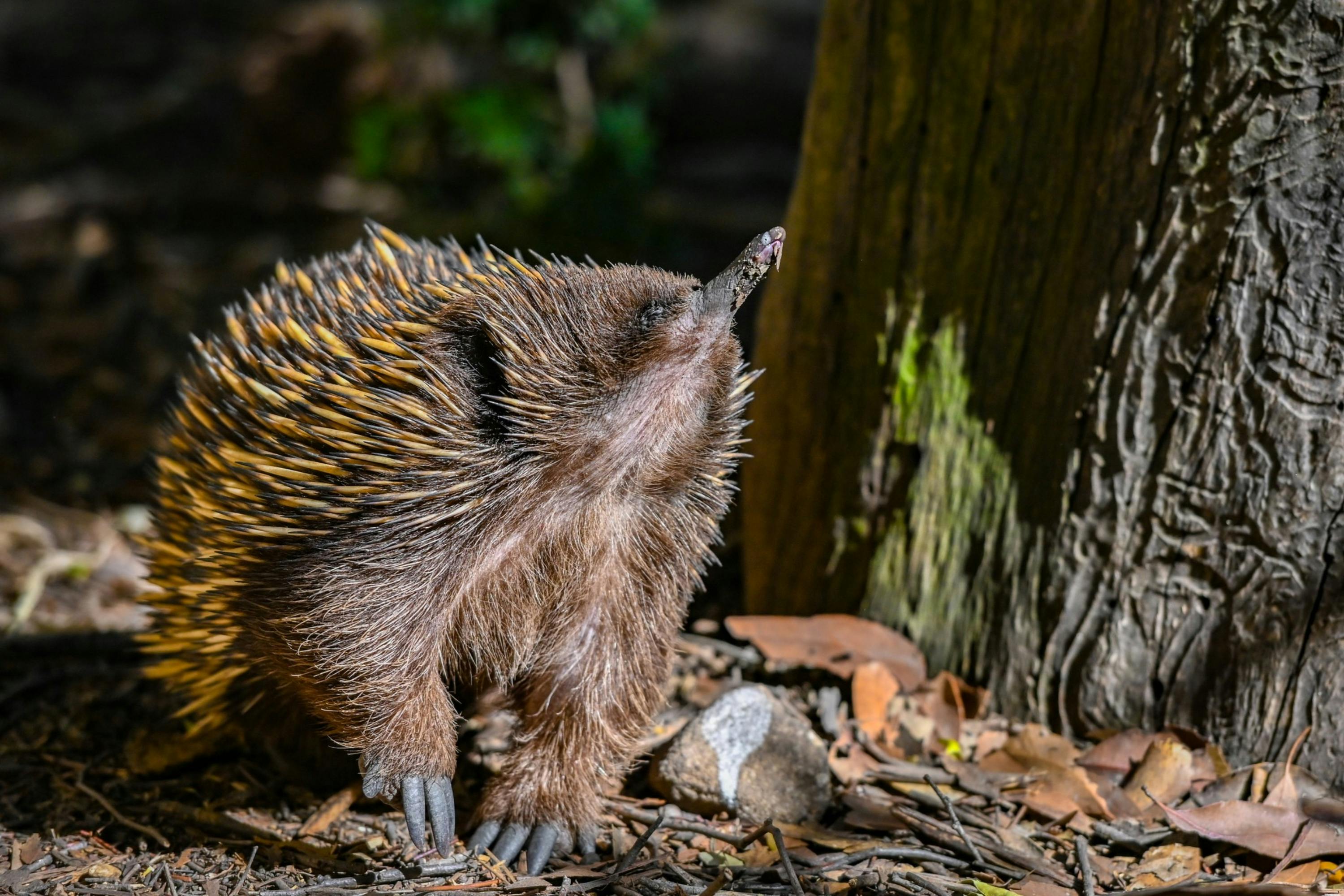 An echidna standing on the forest floor near a tree trunk, surrounded by leaves and natural debris.