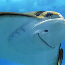 Närbild av en stingrocka som simmar under vattnet med en blå bakgrund.